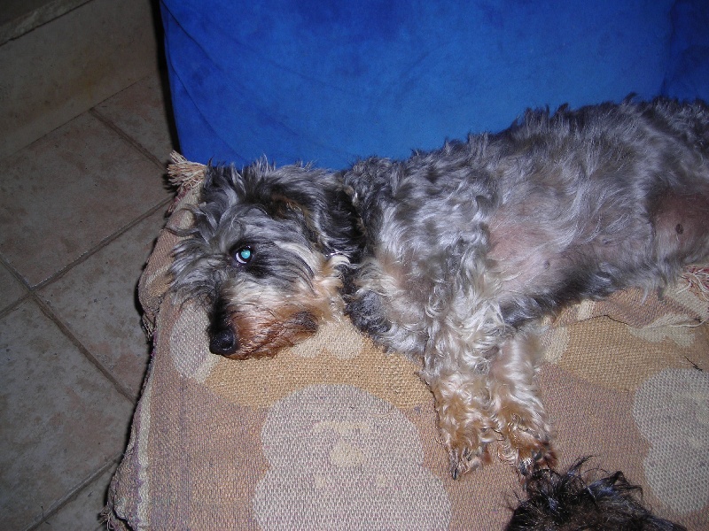 CH. Oriane des Primevères de l'Oursière